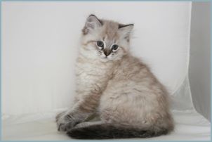 Female Siberian Kitten from Deedlebug Siberian